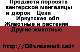 Продаютя поросята венгерской мангалицы и дюрок › Цена ­ 2 000 - Иркутская обл. Животные и растения » Другие животные   